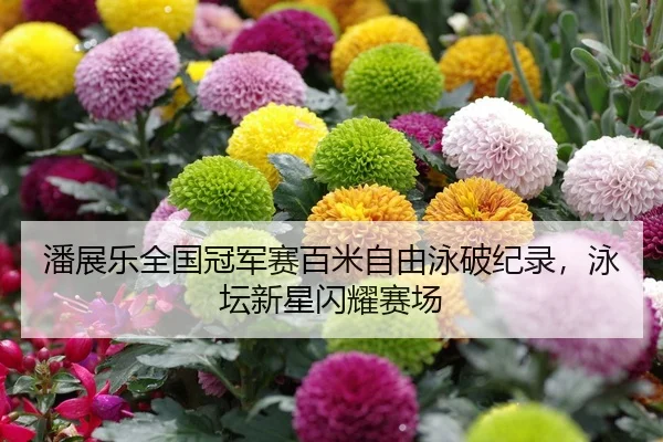 潘展乐全国冠军赛百米自由泳破纪录，泳坛新星闪耀赛场